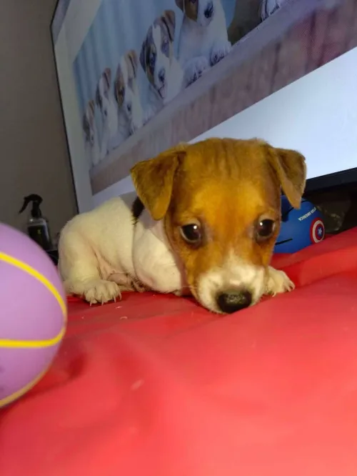 Jack Russell