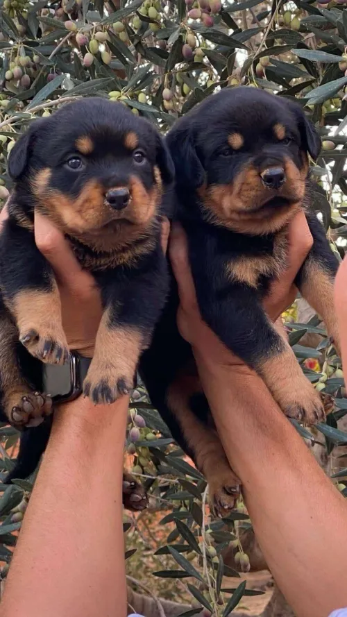 Rottweiler
