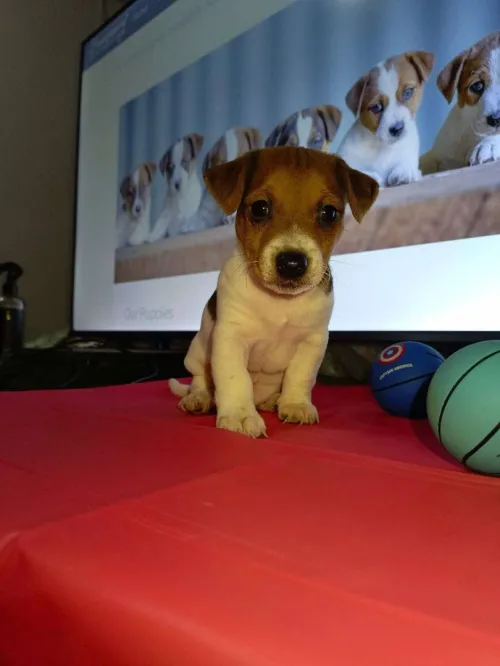 Jack Russell