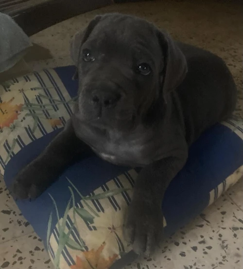 Cane corso