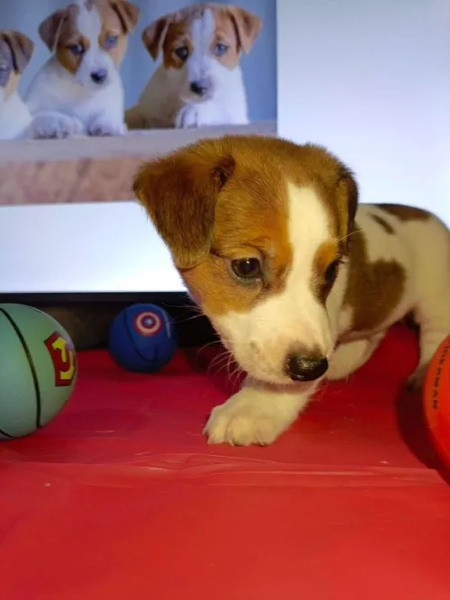 Jack Russell