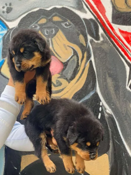 Rottweiler