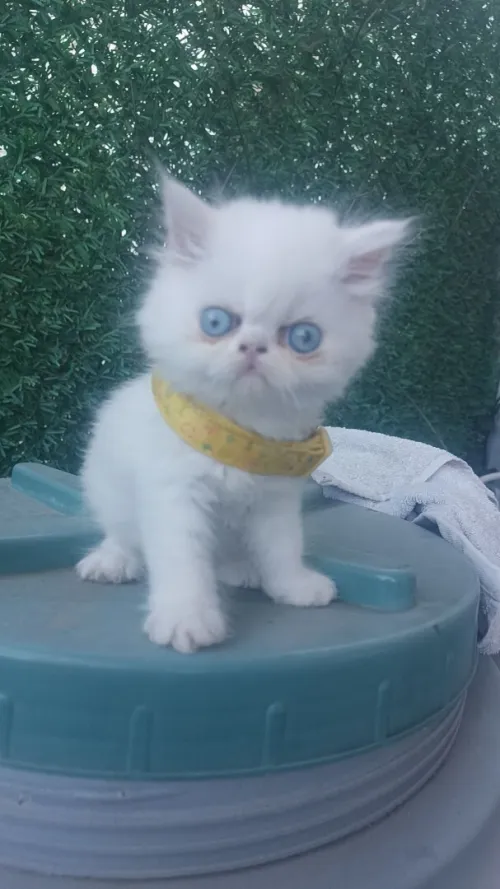 Chat persan piky fice 