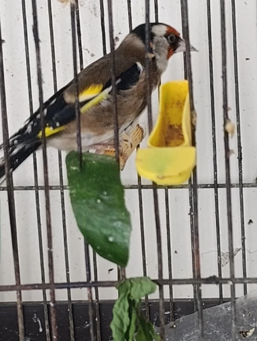 Chardonneret femelle