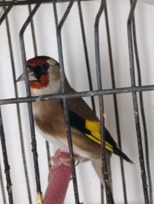 Chardonneret femelle