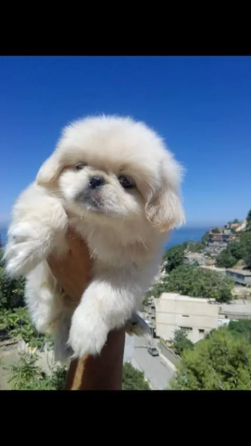 Chiot pékinois