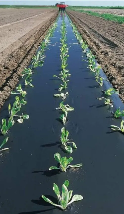 Paillage et tunnel agricole 