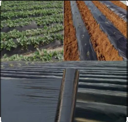 Paillage et tunnel agricole 