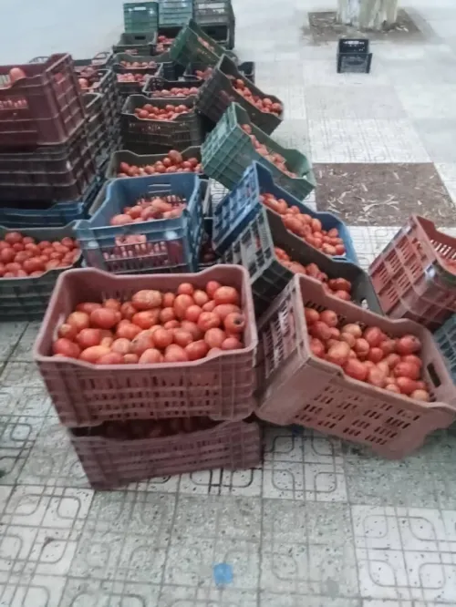 Tomates industrielles 