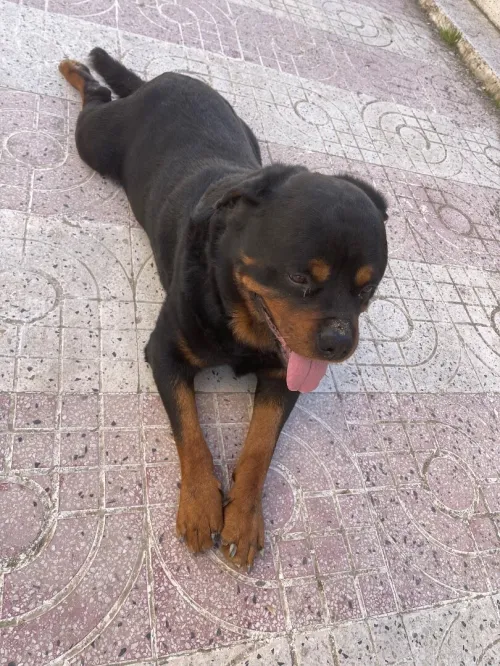 rottweiler