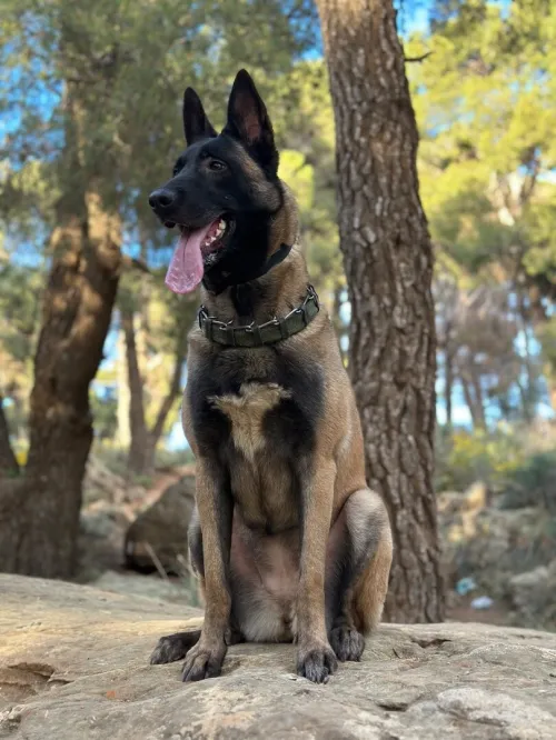 Malinois femelles pure race charbonné