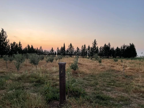 Vente Terrain Agricole Khenchela Mtoussa