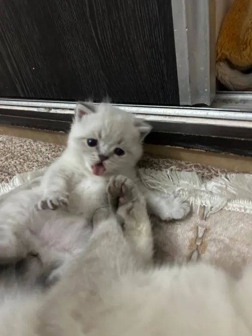 Des chatons a vendre