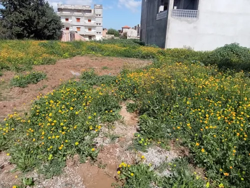 Vente Terrain Boumerdès Hammedi