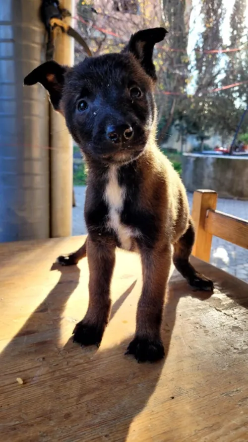 Chiot malinois charbonné femelle 