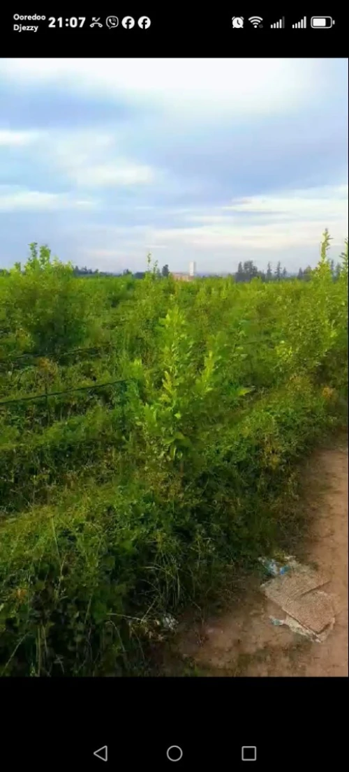 Vente Terrain Agricole Blida Mouzaia