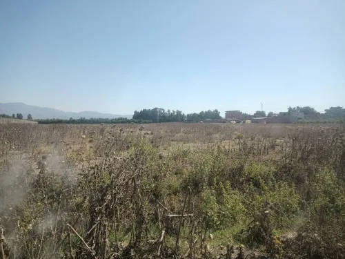 Vente Terrain Agricole Tipaza Ain tagourait