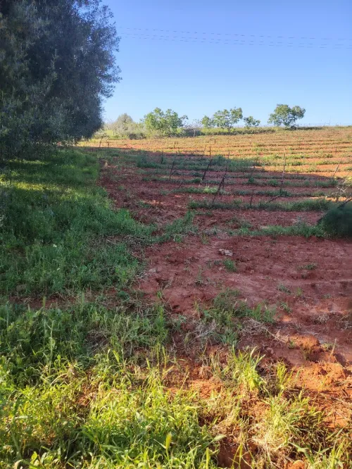 Vente Terrain Agricole Tipaza Ain tagourait