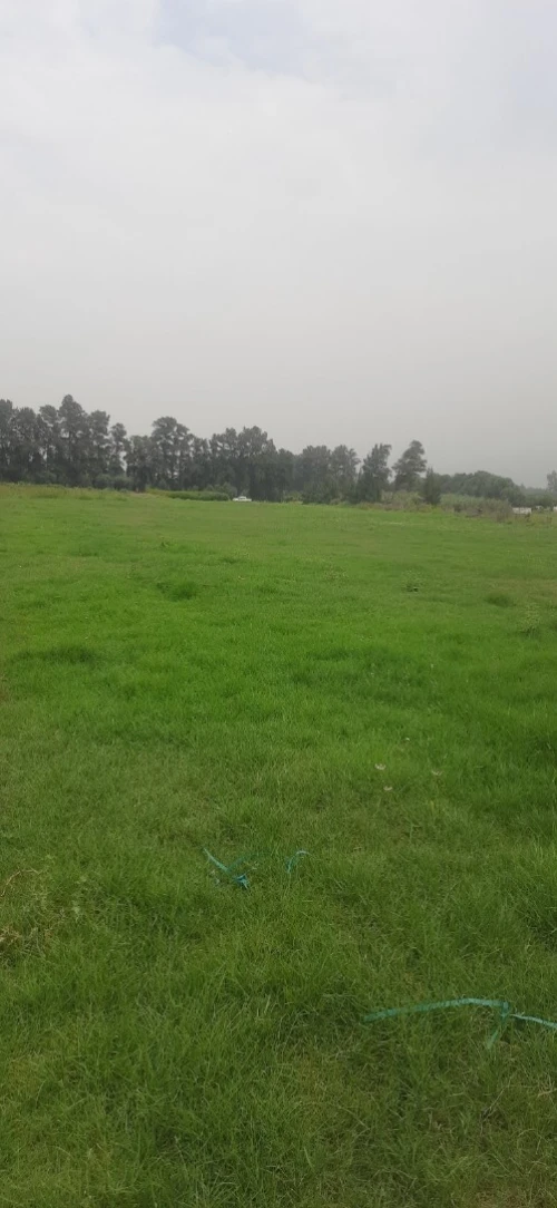 Vente Terrain Agricole Tipaza Ain tagourait