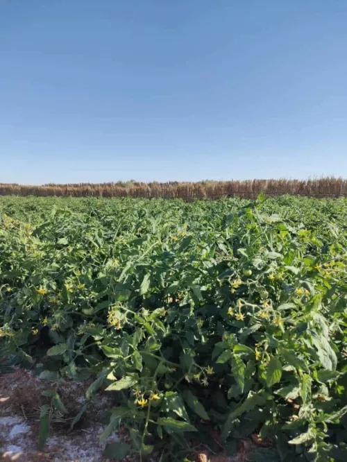 Vente Terrain Agricole In Salah Foggaret Ezzoua