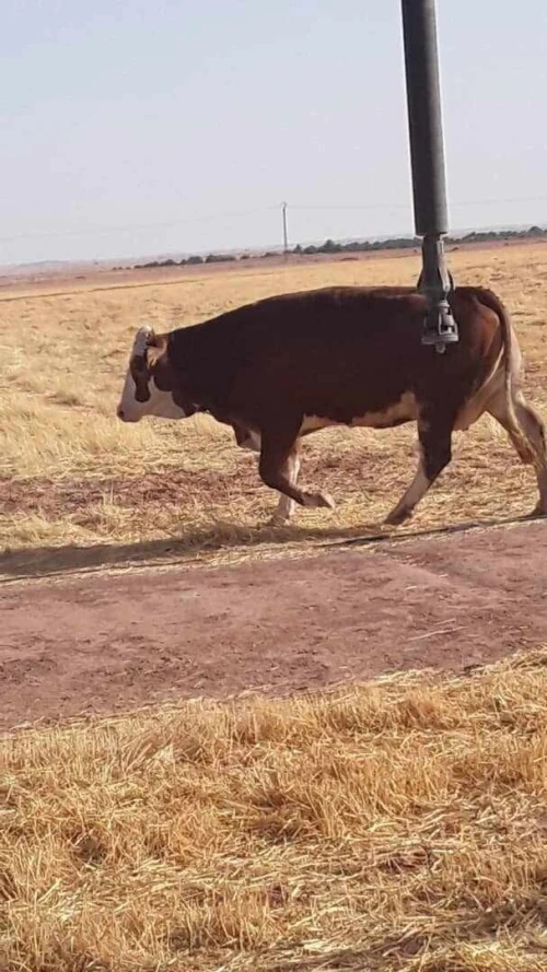 Vente Terrain Agricole In Salah Foggaret Ezzoua