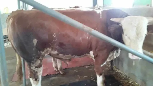 Vente Terrain Agricole In Salah Foggaret Ezzoua