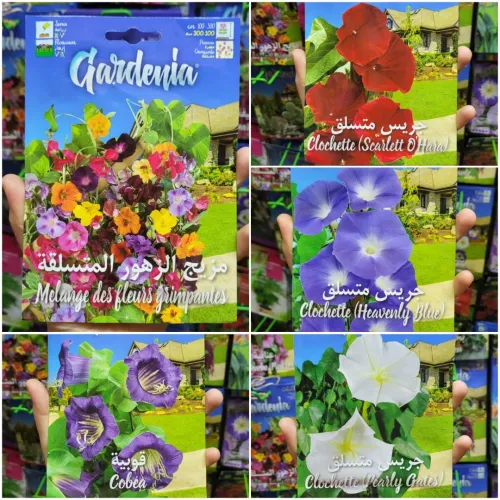 Semences fleurs/ زريعة الورد و الأزهار