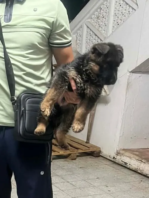 Chien, berger allemand