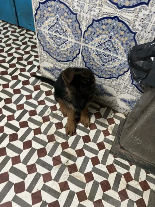 Chien, berger allemand