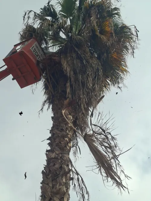 Nettoyage des jardins et abattage et elagage des arbres