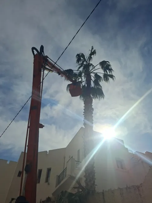 Abattage des arbres , taille et elagage des arbres , تقطيع الاشجار