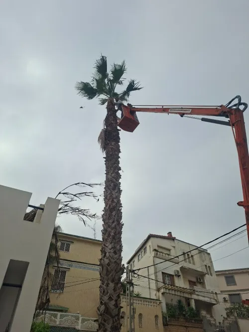 Nettoyage des jardins et abattage et elagage des arbres