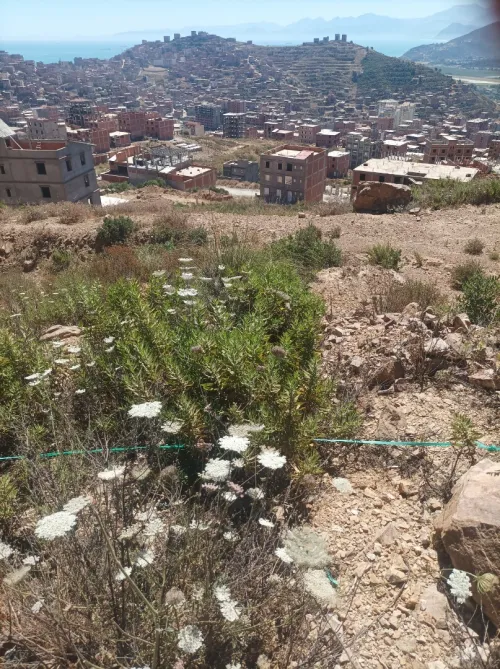Vente Terrain Béjaïa Oued ghir