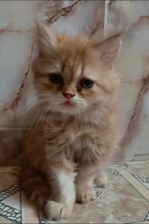 Persian Chaton