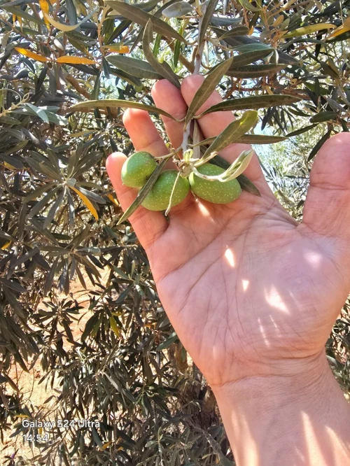 Vente Terrain Agricole Oran Es senia