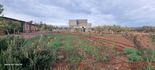 Vente Terrain Agricole Oran Es senia