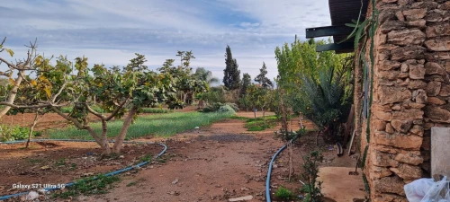 Vente Terrain Agricole Oran Es senia