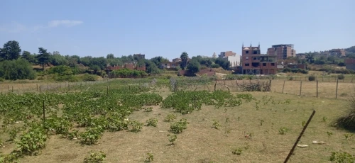 Vente Terrain Jijel El aouana