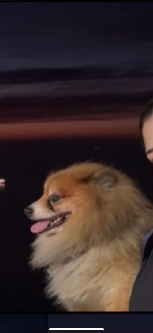 Chiot spitz