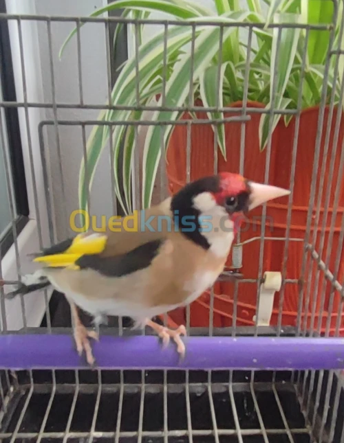 Chardonneret 