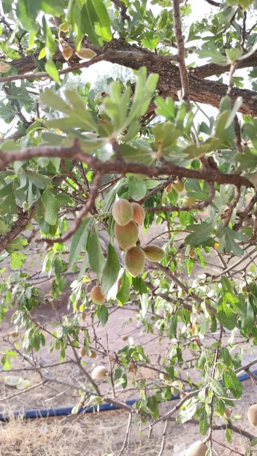 Vente Terrain Agricole Bordj Bou Arreridj Hasnaoua