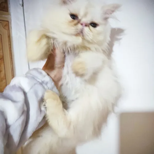 Chat de race