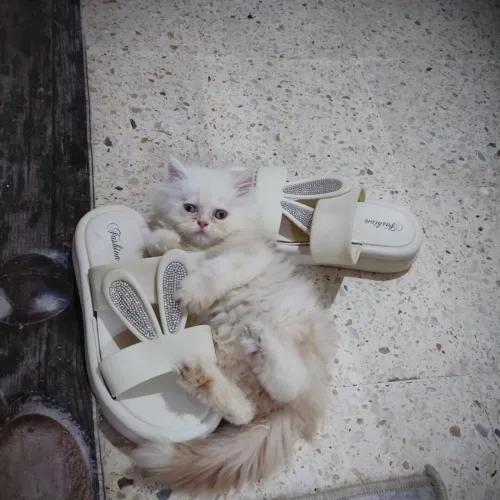 Chat persan 