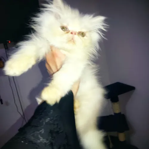 Chat de race
