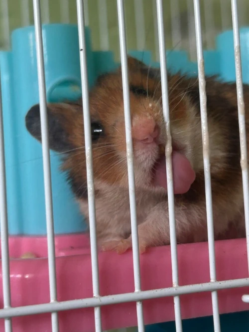 Hamster syrien