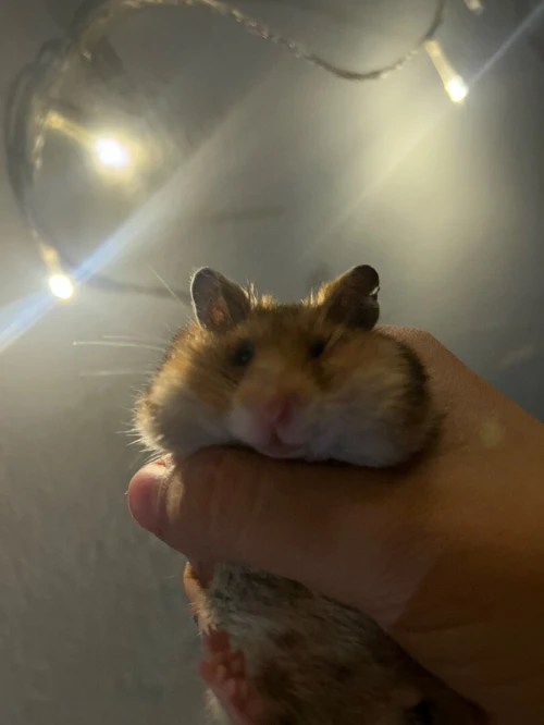 Hamster syrien