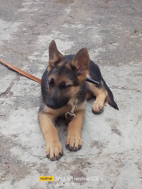Chiot berger allemand 3 mois