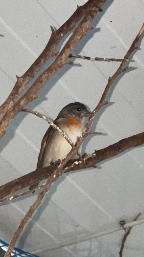 Oiseaux