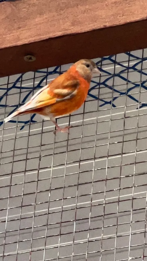 Oiseaux