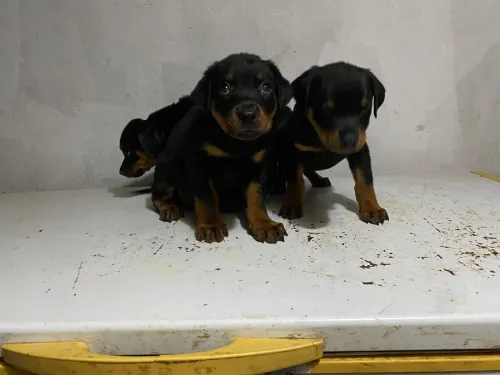 Rottweiler 